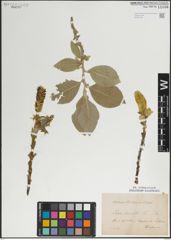 Foto von Salix lanata L.